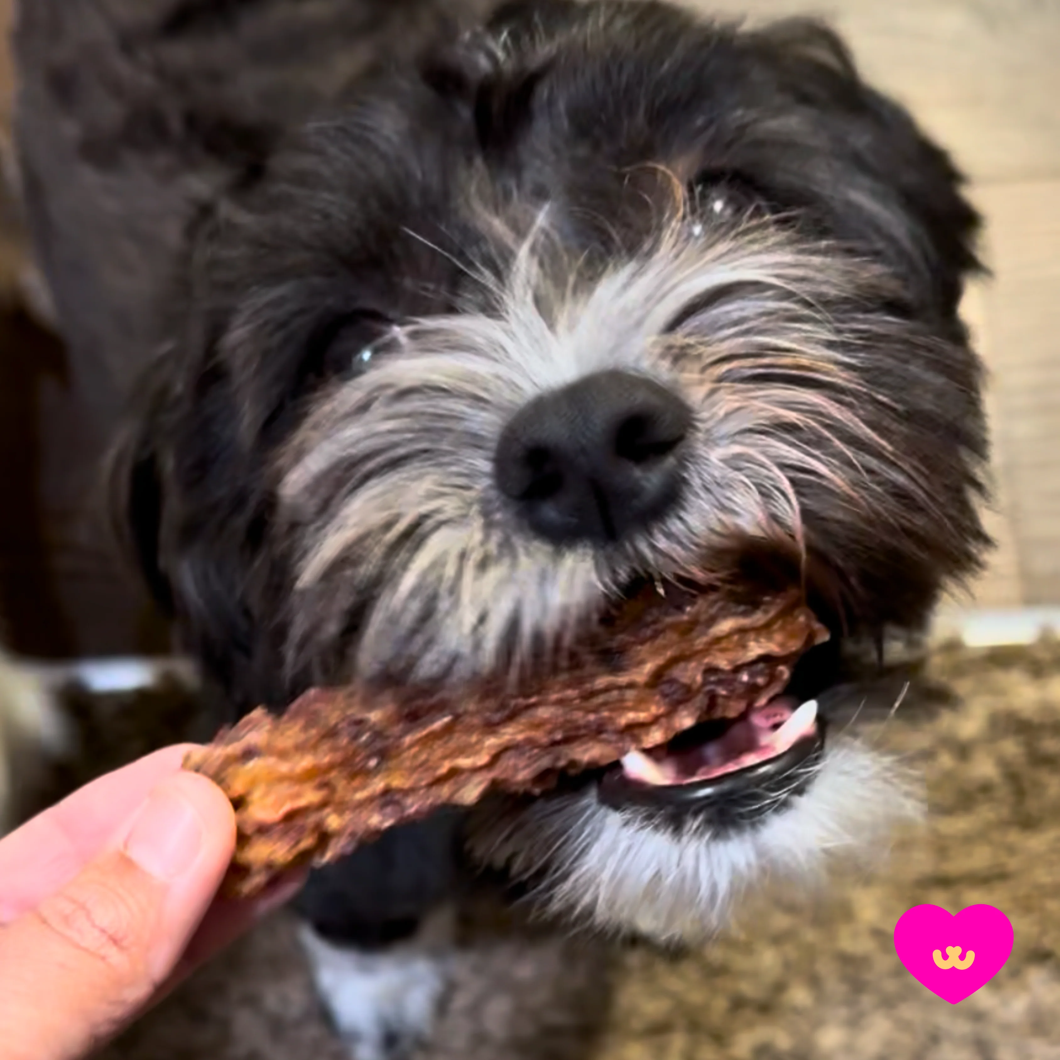 Chewrros Churro-Inspired Dental Treats for Dogs - Image 3
