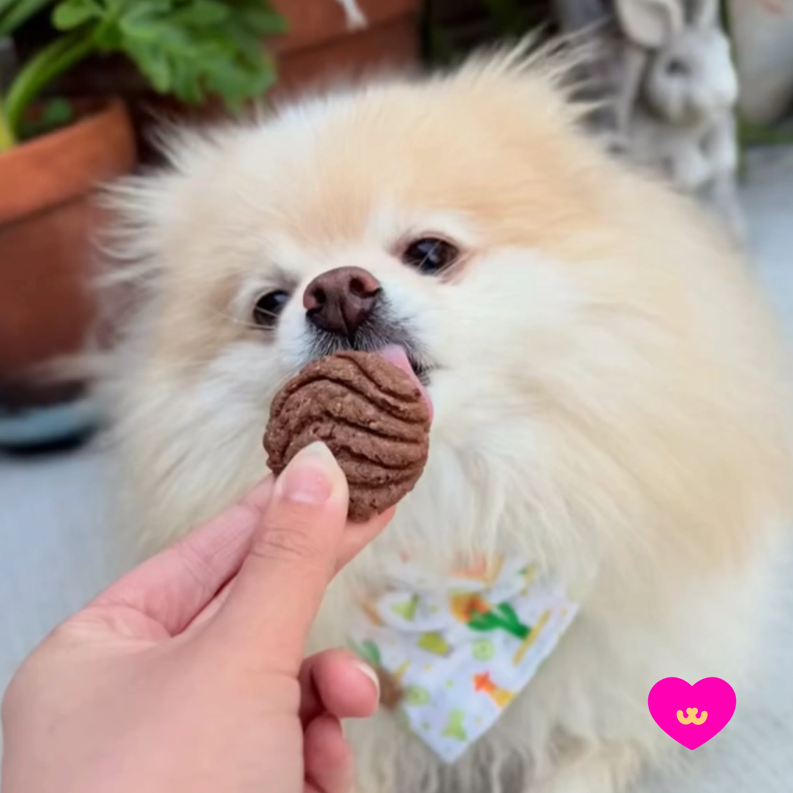 Conchitas Dog Treats - Image 3