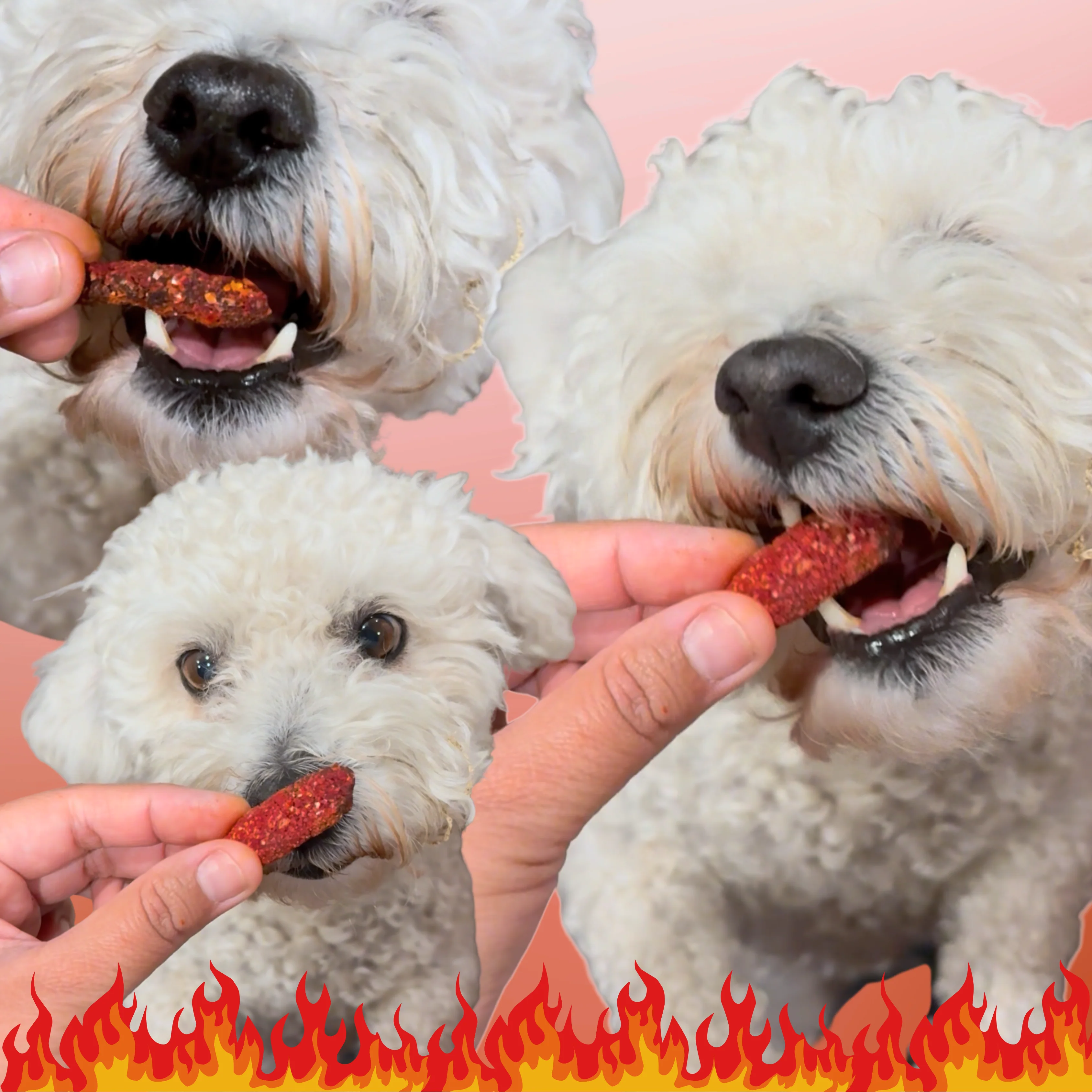 Fluffin Hot Cheewtos! Treats for Dogs And Cats - Image 3