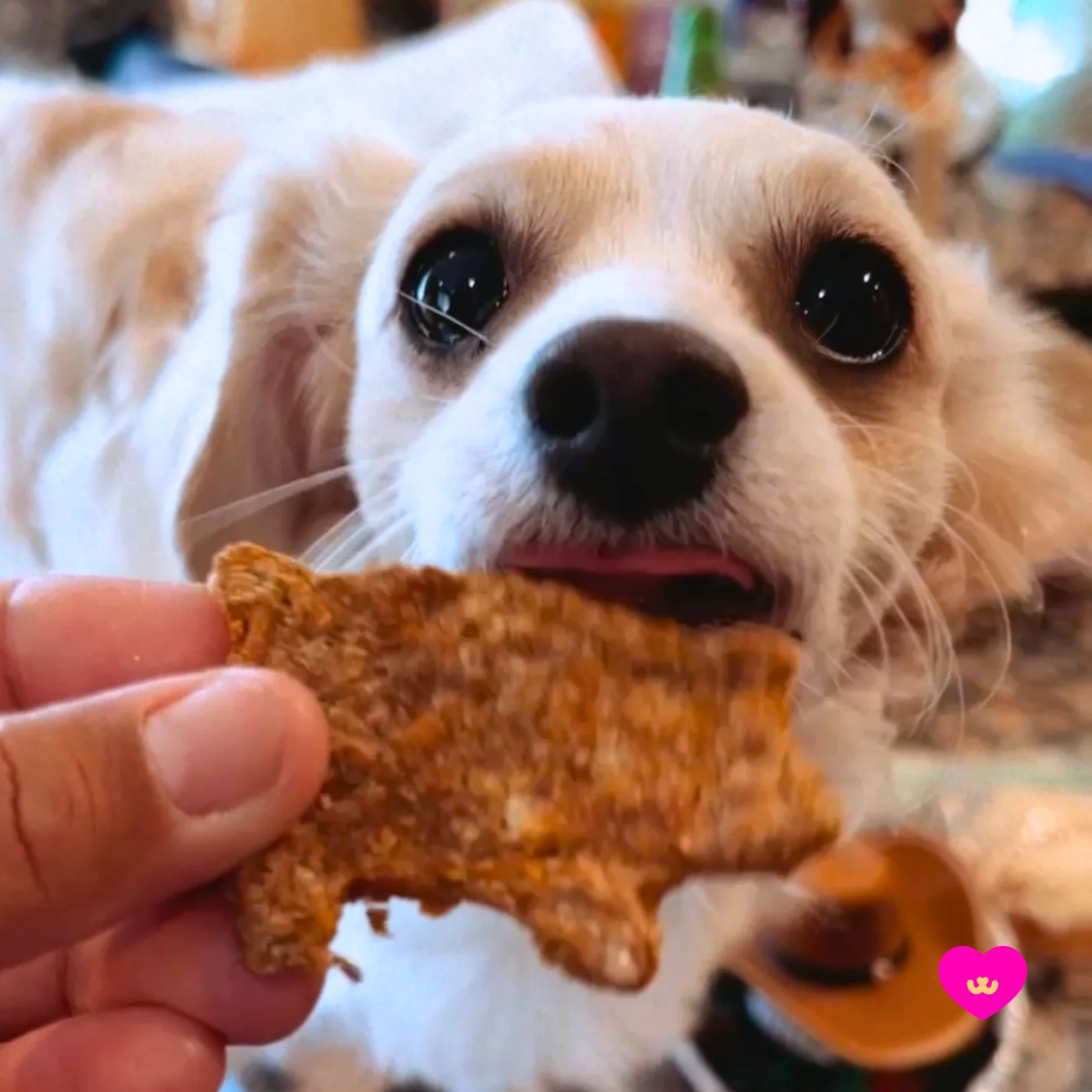 Puerquitos Dog Treats - Image 3